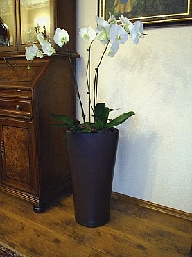 orhidee-in-ghiveci-lechuza