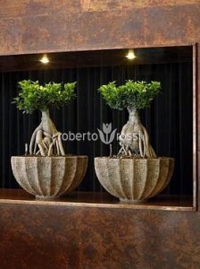 bonsai-in-ghiveci-ceramic
