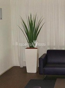 plante-decorative-apartament