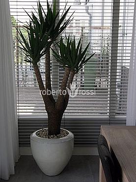 planta-yucca-decorativa
