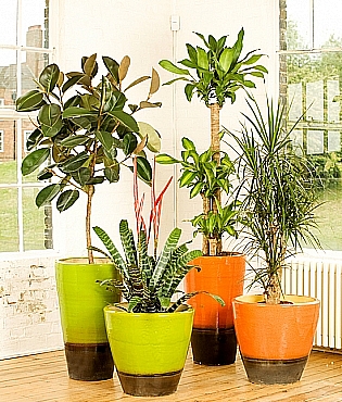 ghivece ceramice pentru plante de apartament