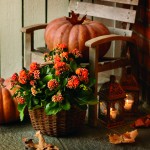 Kalanchoe spectaculoasă în aranjamente festive de toamnă