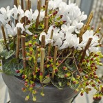 Cyclamen, prospețime și delicatețe