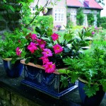 Cum protejezi plantele de interior scoase afară în sezonul de primăvară-vară?