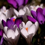 Primăvara în limbajul florilor: ghiocei, lalele, zambile