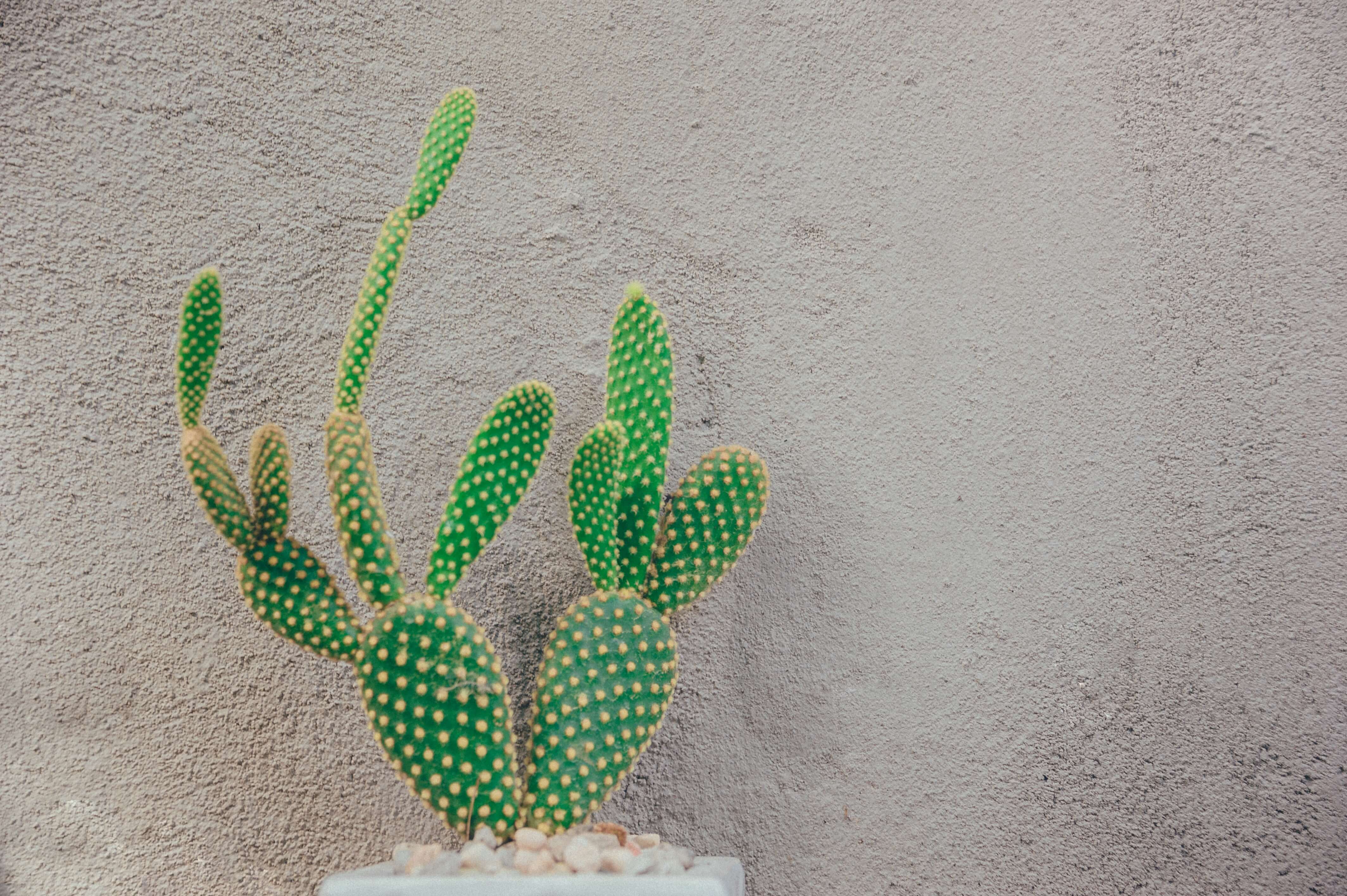Cactus in ghiveci din ciment