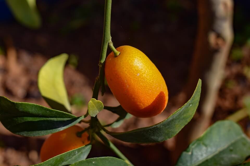 Pom de kumquat