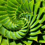 Totul despre Aloe Vera: îngrijire, specii, beneficii și ce anume o face specială