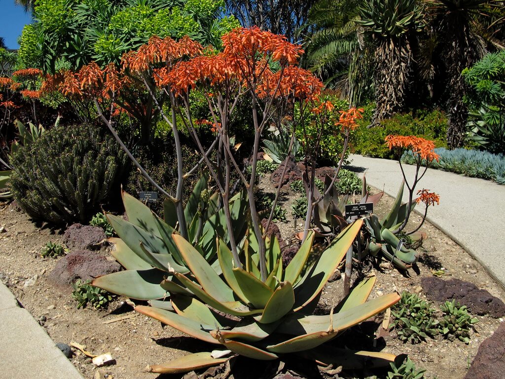 Aloe striata înflorită