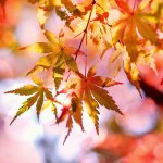 Top 10 flori de toamnă și arbuști pentru grădina ta de vis